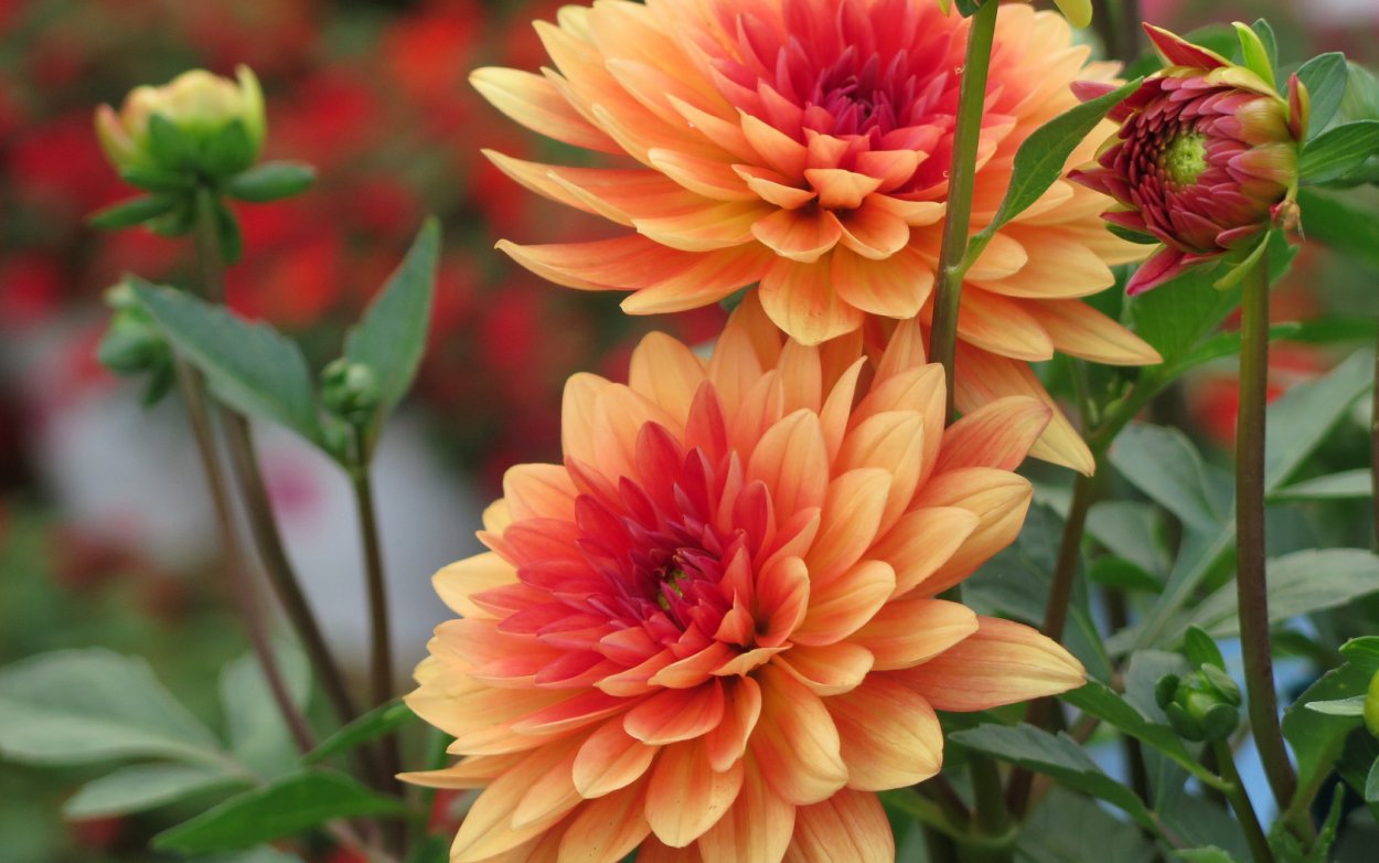 Георгин Витерманс георгин