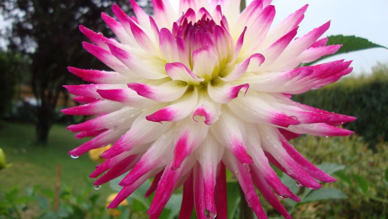 Георгин Галактика