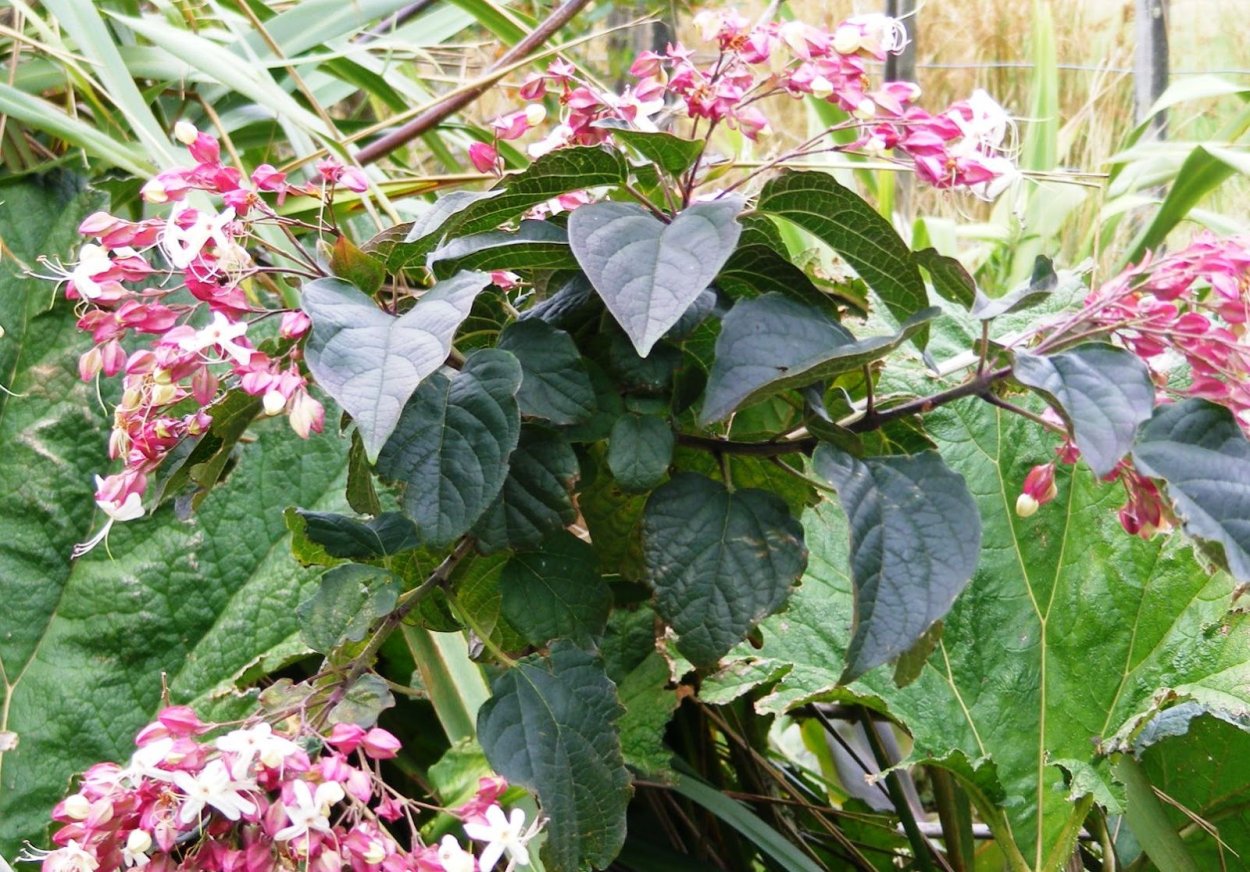 Клеродендрум трихотомум Фаргези