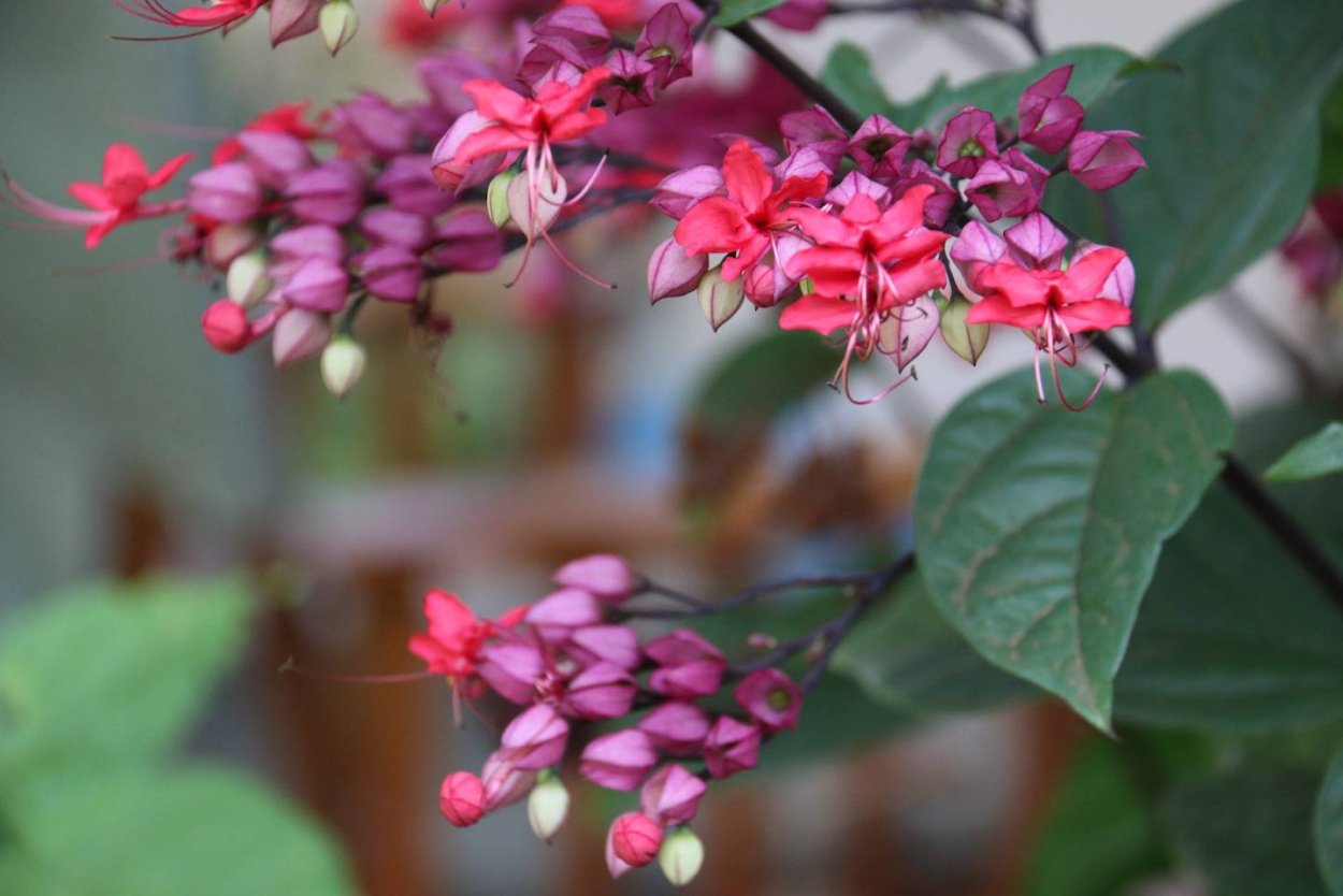 Клеродендрум Уссурийский