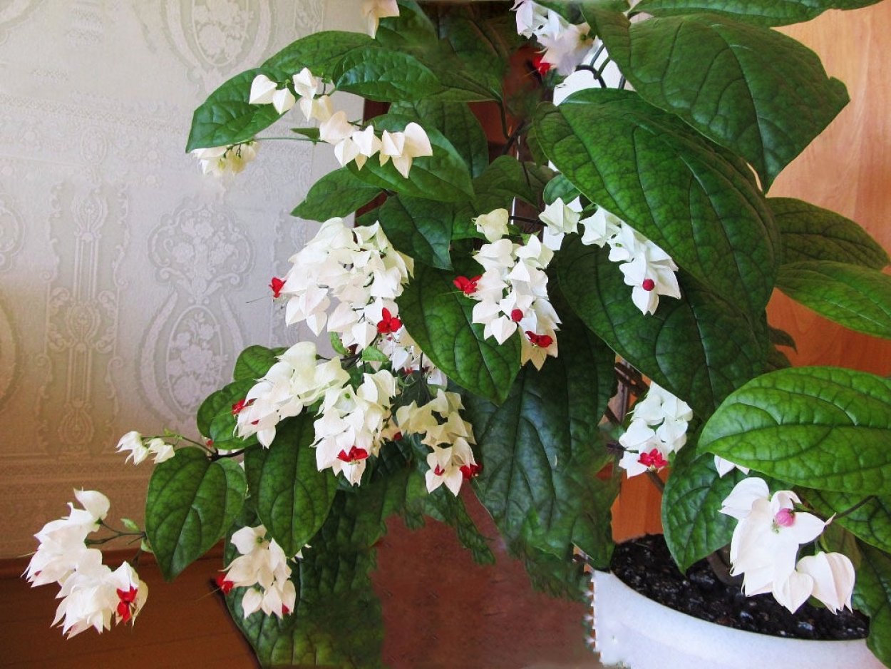 Клеродендрум спатифиллум