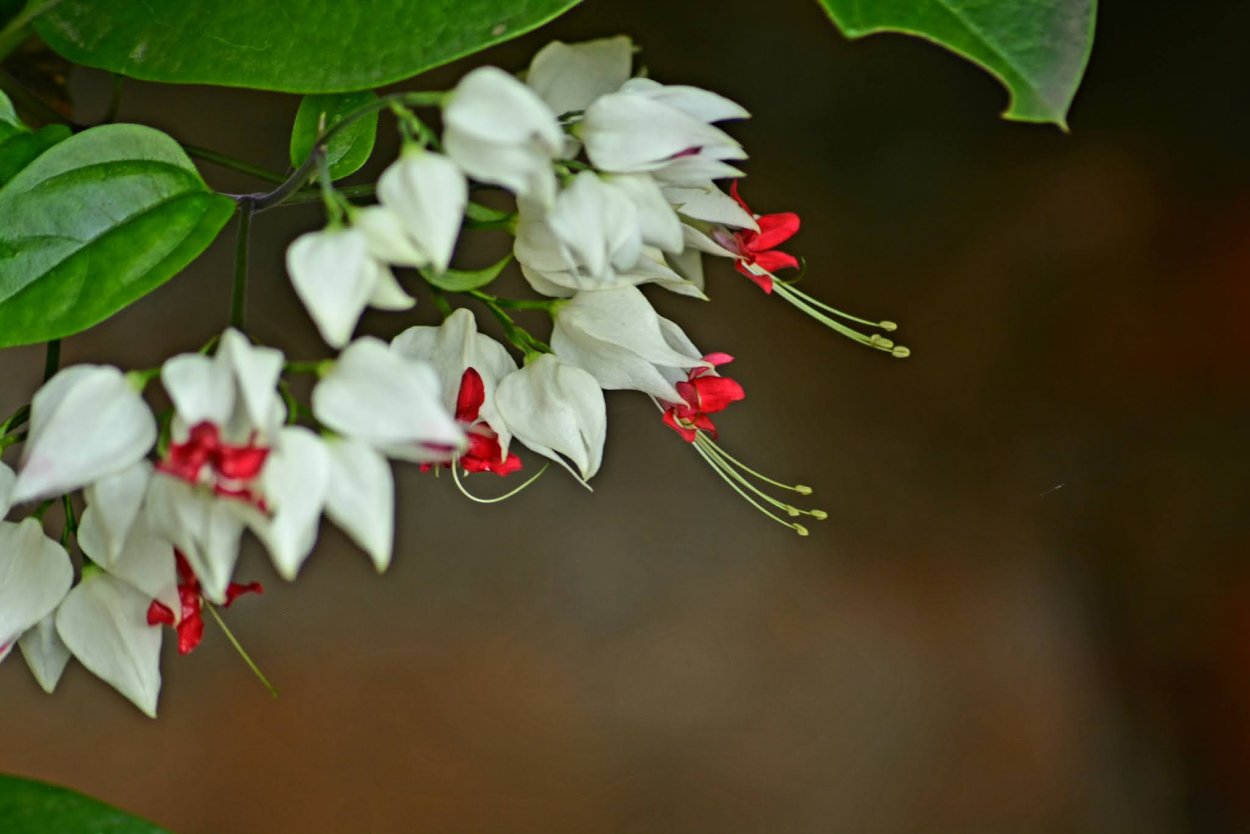 Клеродендрум Томпсона Родина