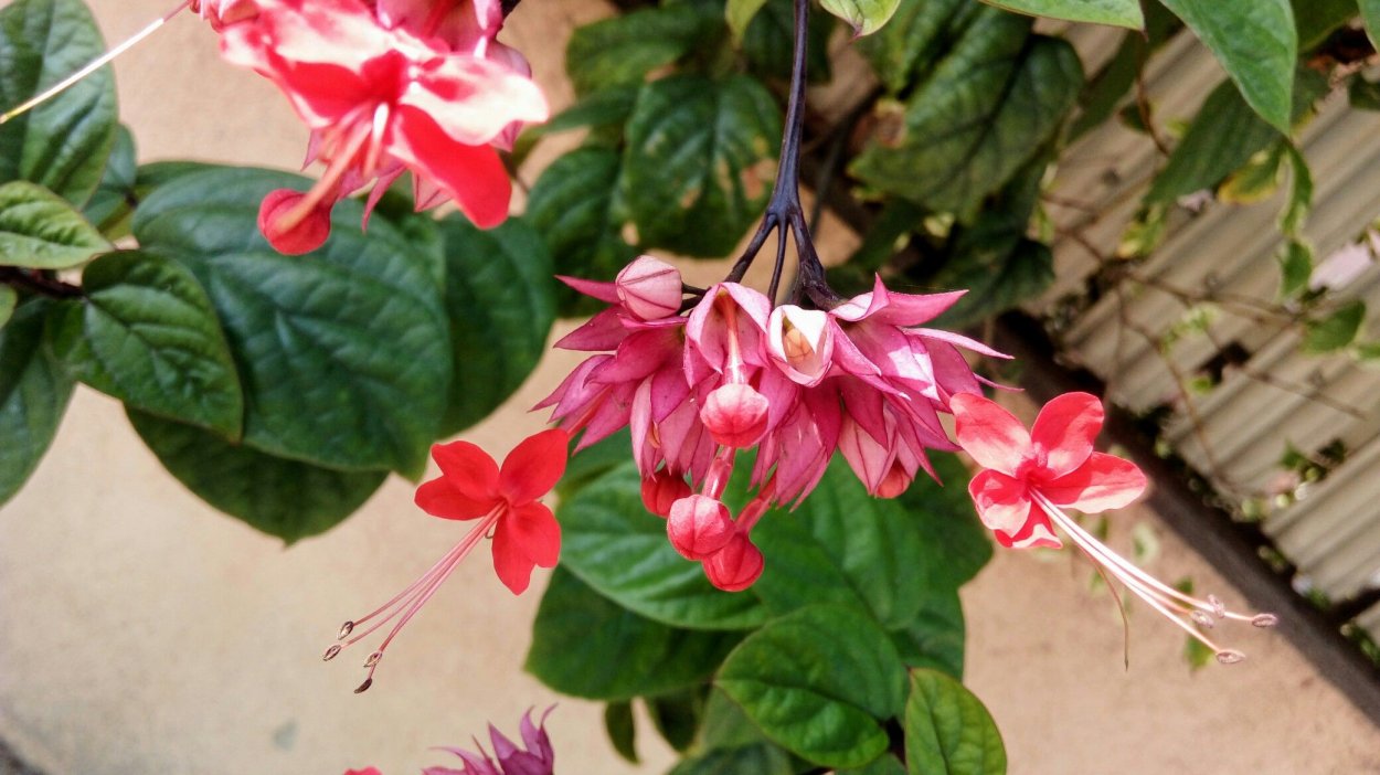 Клеродендрум Специозум Сплеш