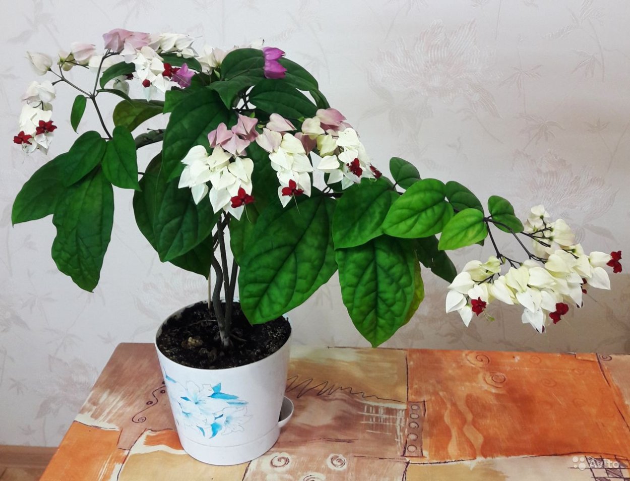 Клеродендрум рассада