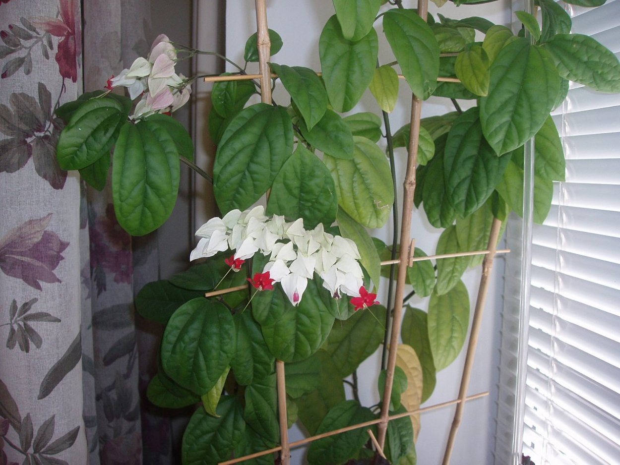 Клеродендрум Лиана Цветущая