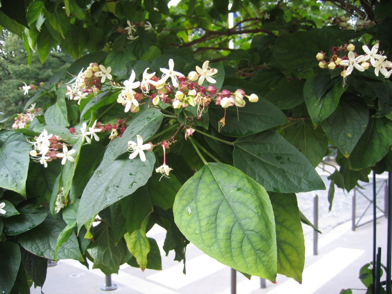 Клеродендрум спикатум