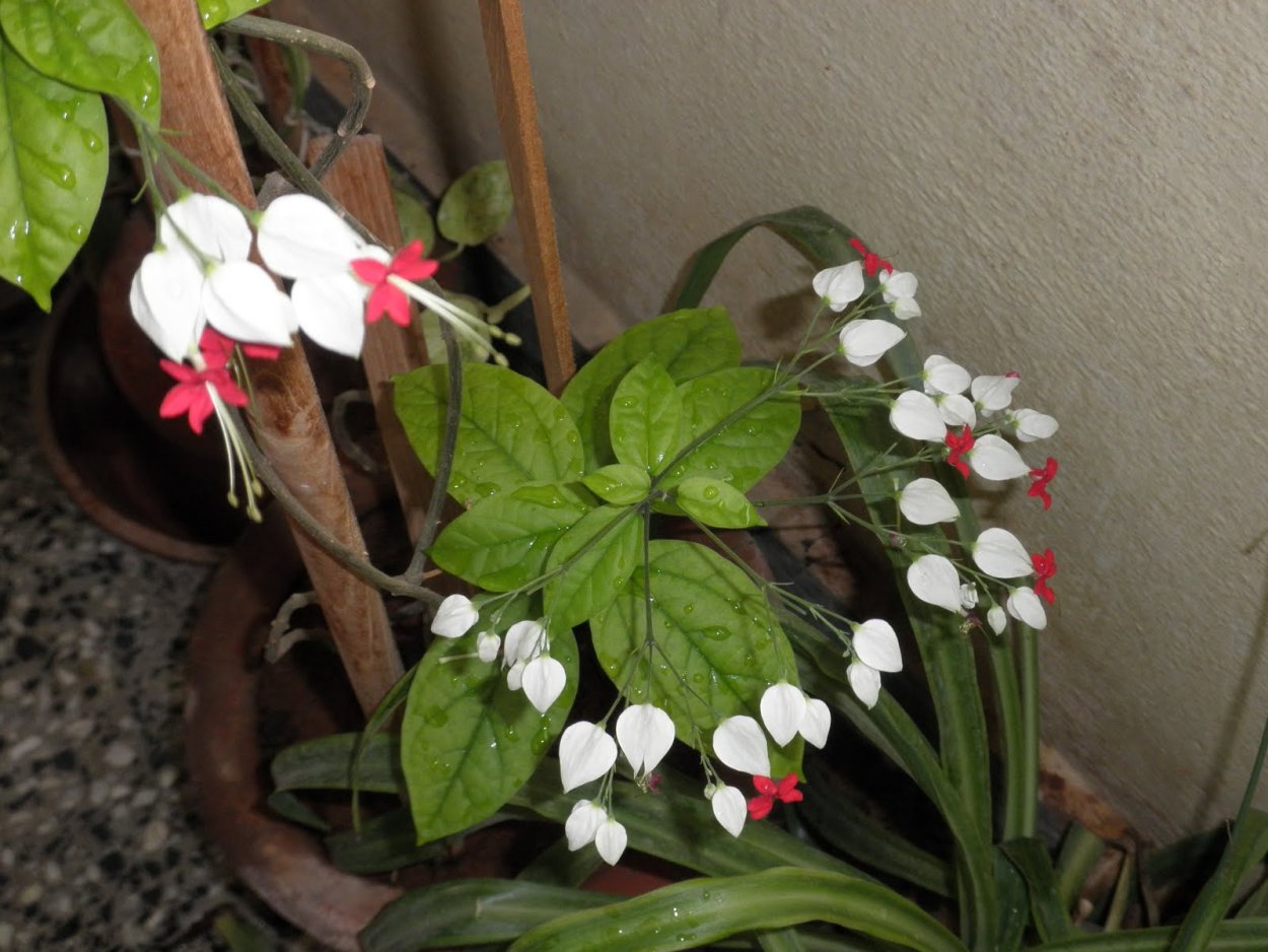 Клеродендрум спатифиллум