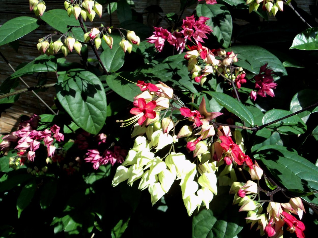 Клеродендрум ферма