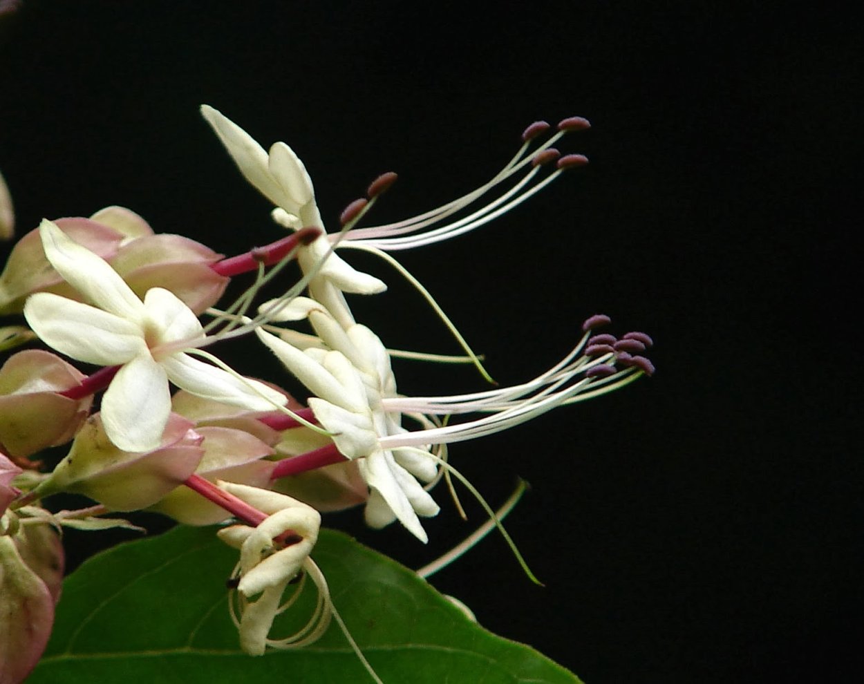 Клеродендрум Уссурийский