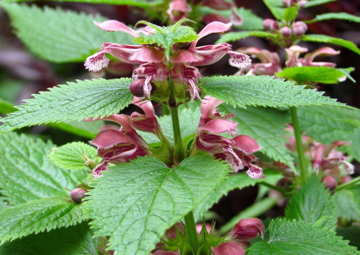 Трава яснотка