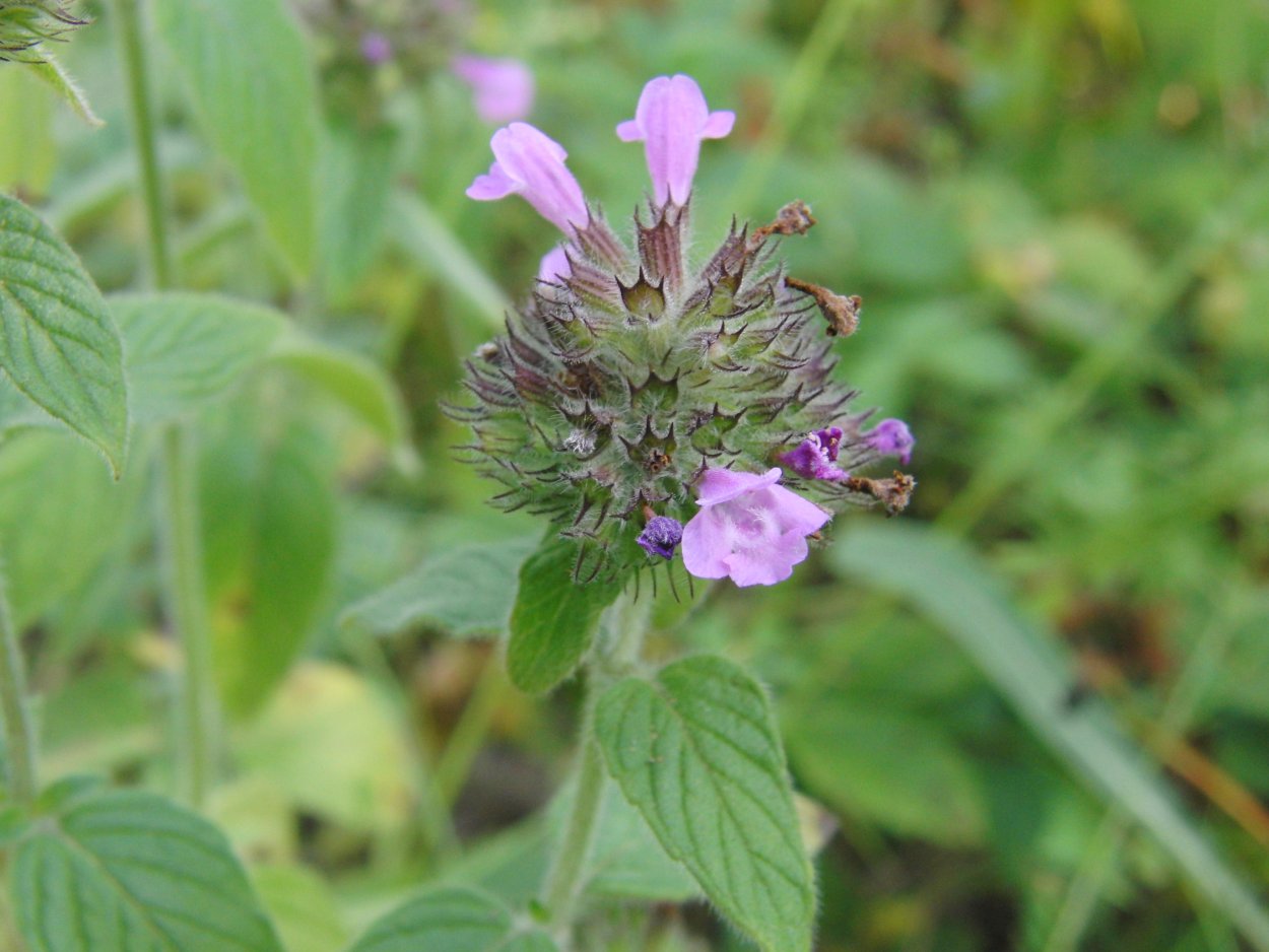 Яснотковые (подсемейство)