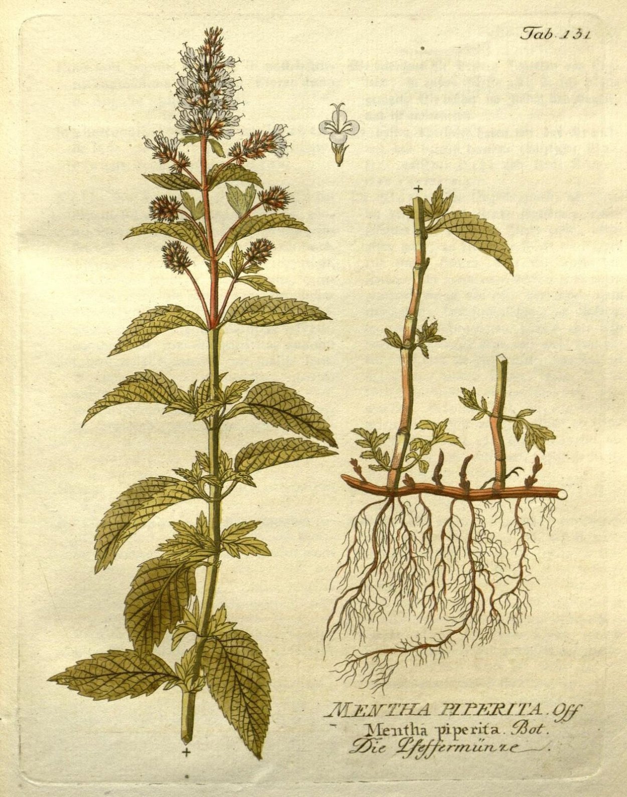 Мята перечная фармакопея