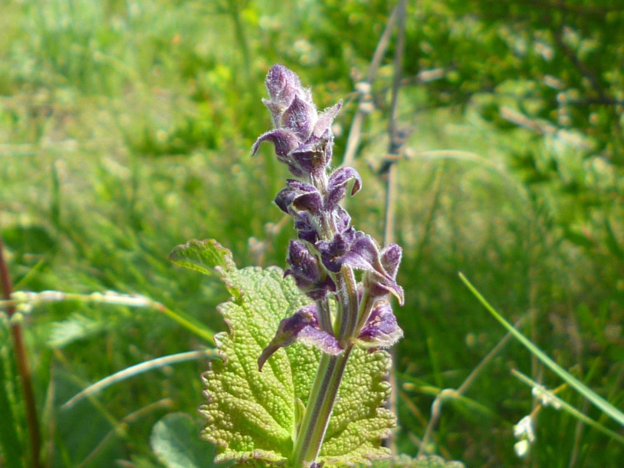 Яснотковые шалфей