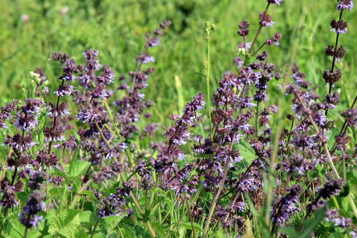 Шалфей Губоцветные