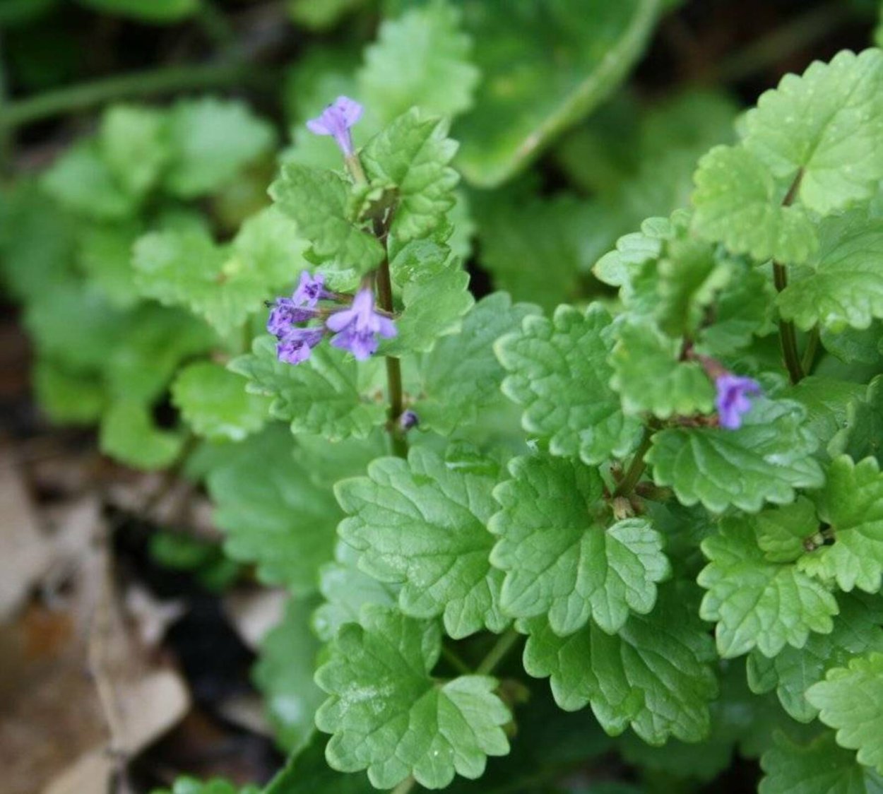 Собачья мята будра плющевидная