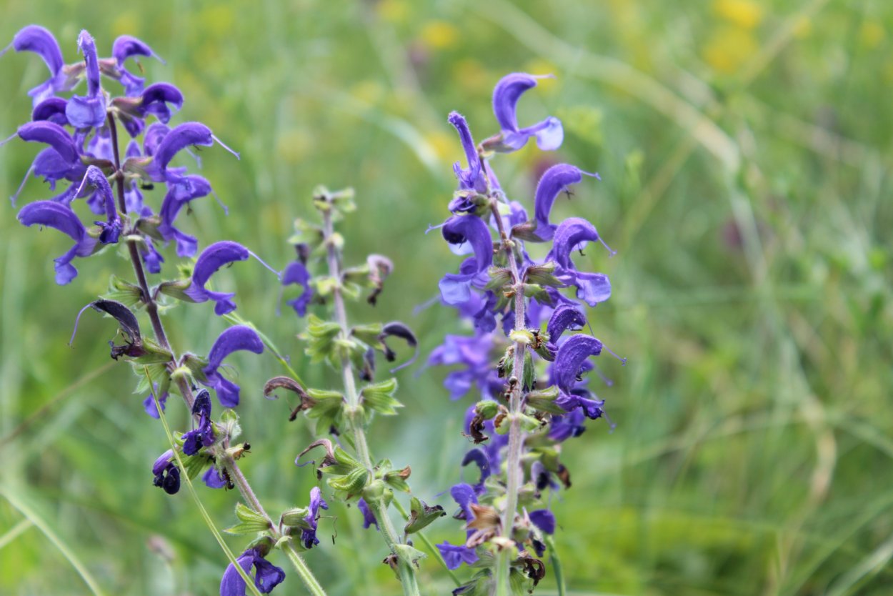 Шалфей прутьевидный Луговой