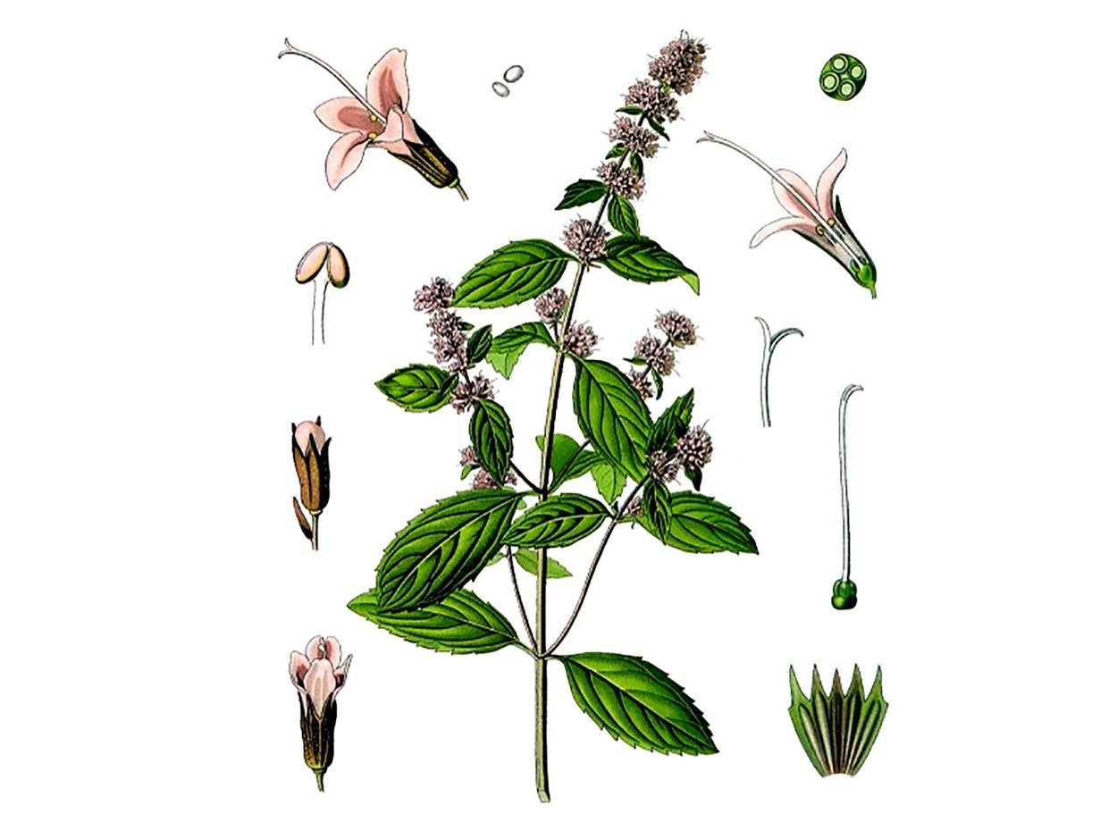 Мята перечная плод