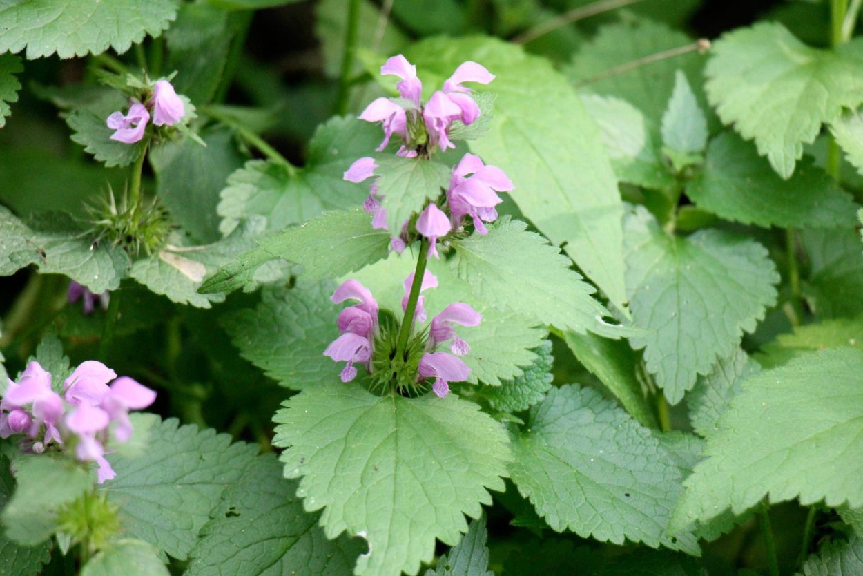 Яснотка пурпуровая -Lamium purpureum