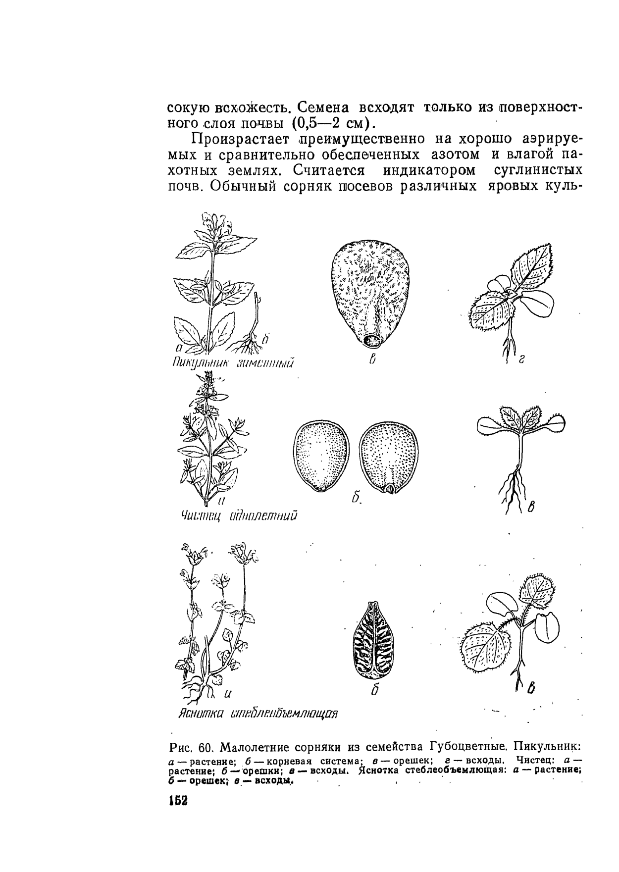 Плоды и семена губоцветных