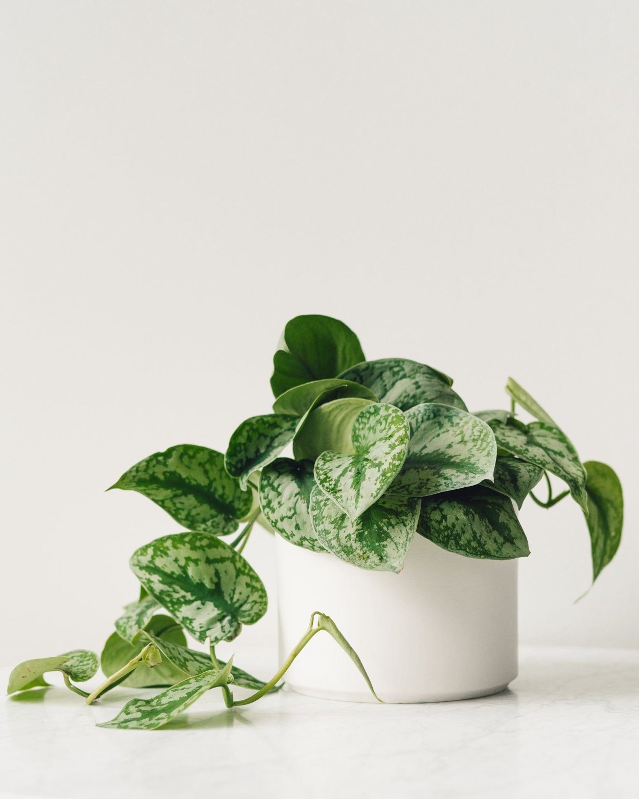 Сциндапсус Фантом