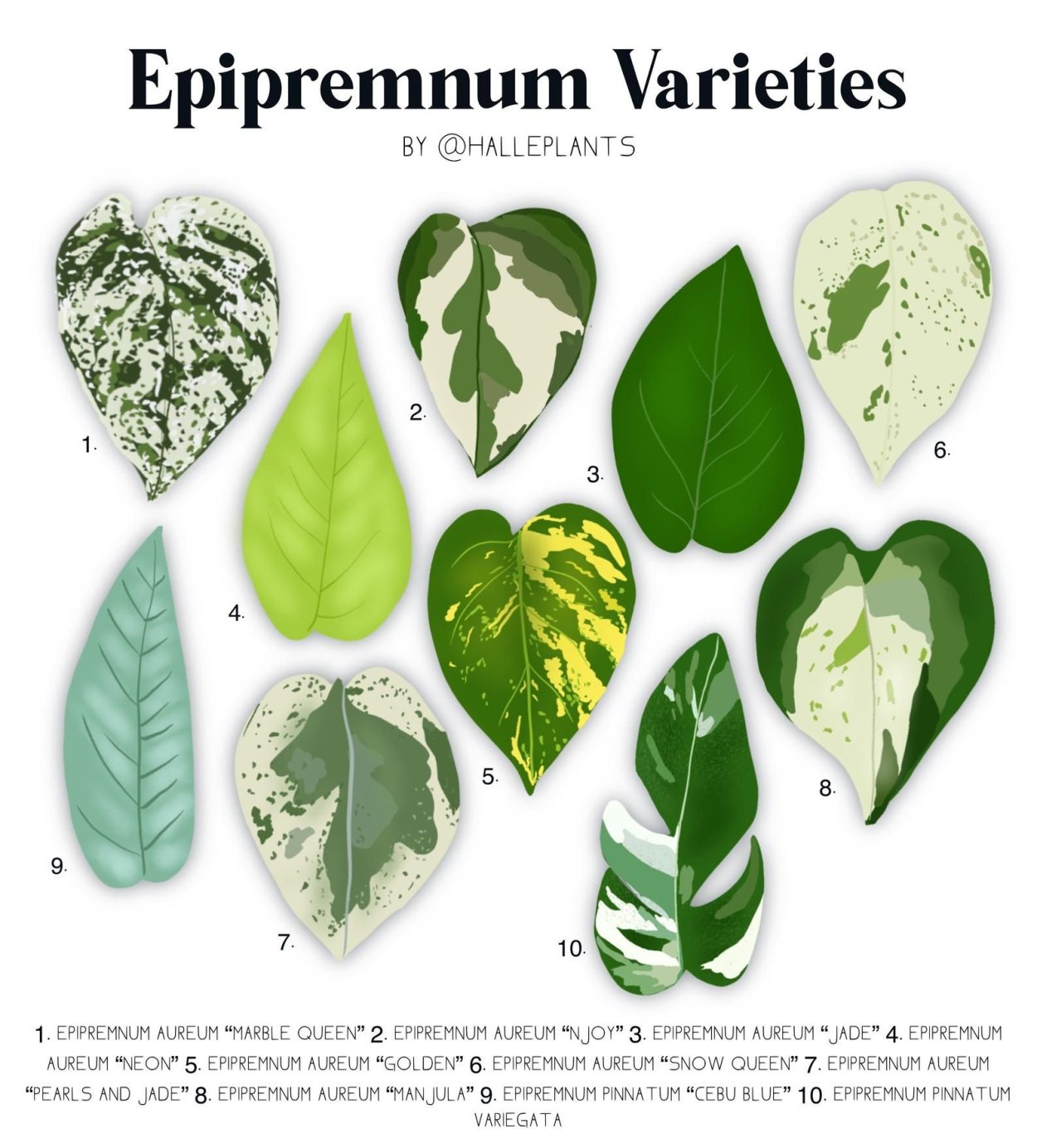 Сциндапсус рисунок