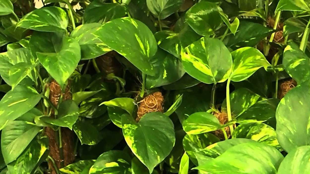 Epipremnum pinnatum Aureum