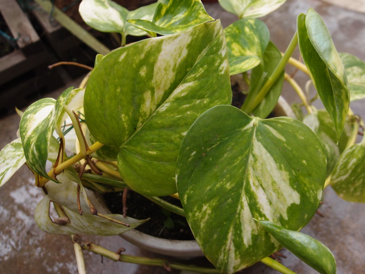 Сциндапсус желтый