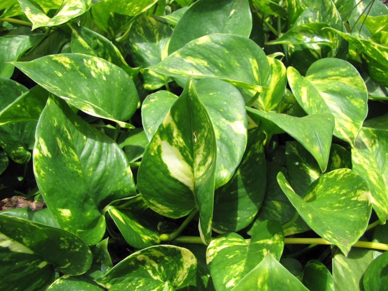 Эпипремнум Golden Pothos
