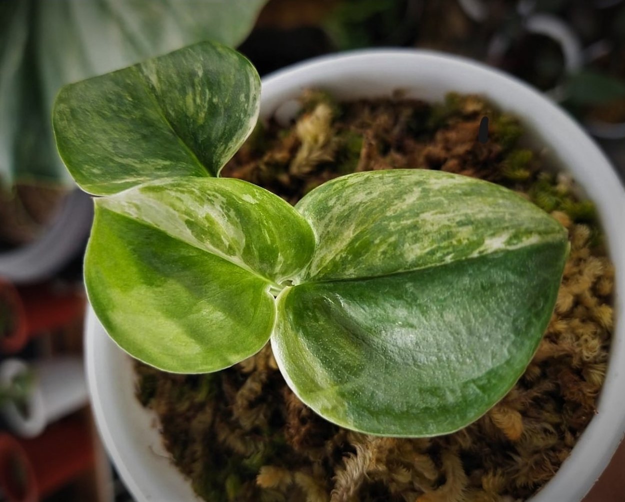 Эпипремнум Мунлайт