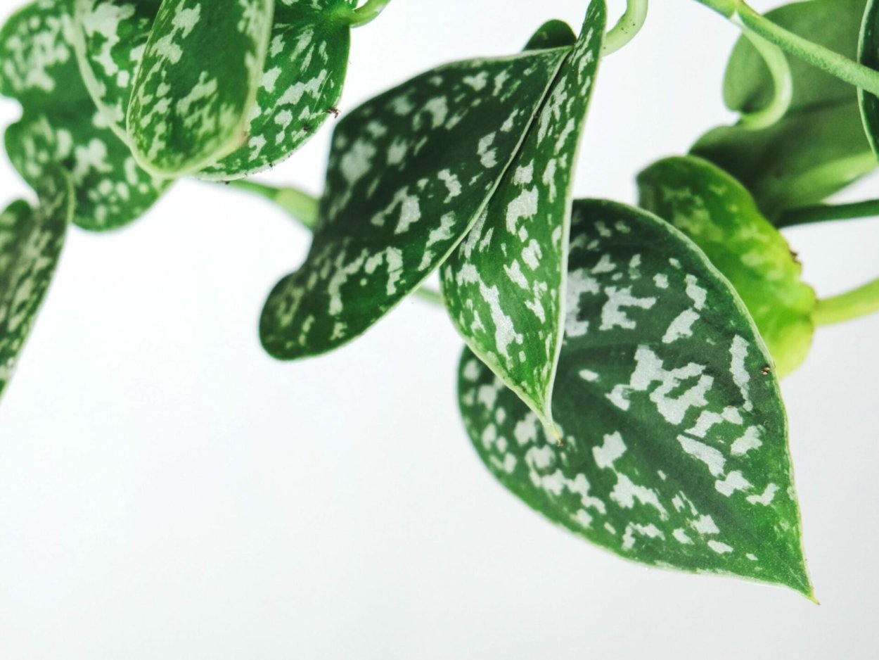 Сциндапсус Голден Квин