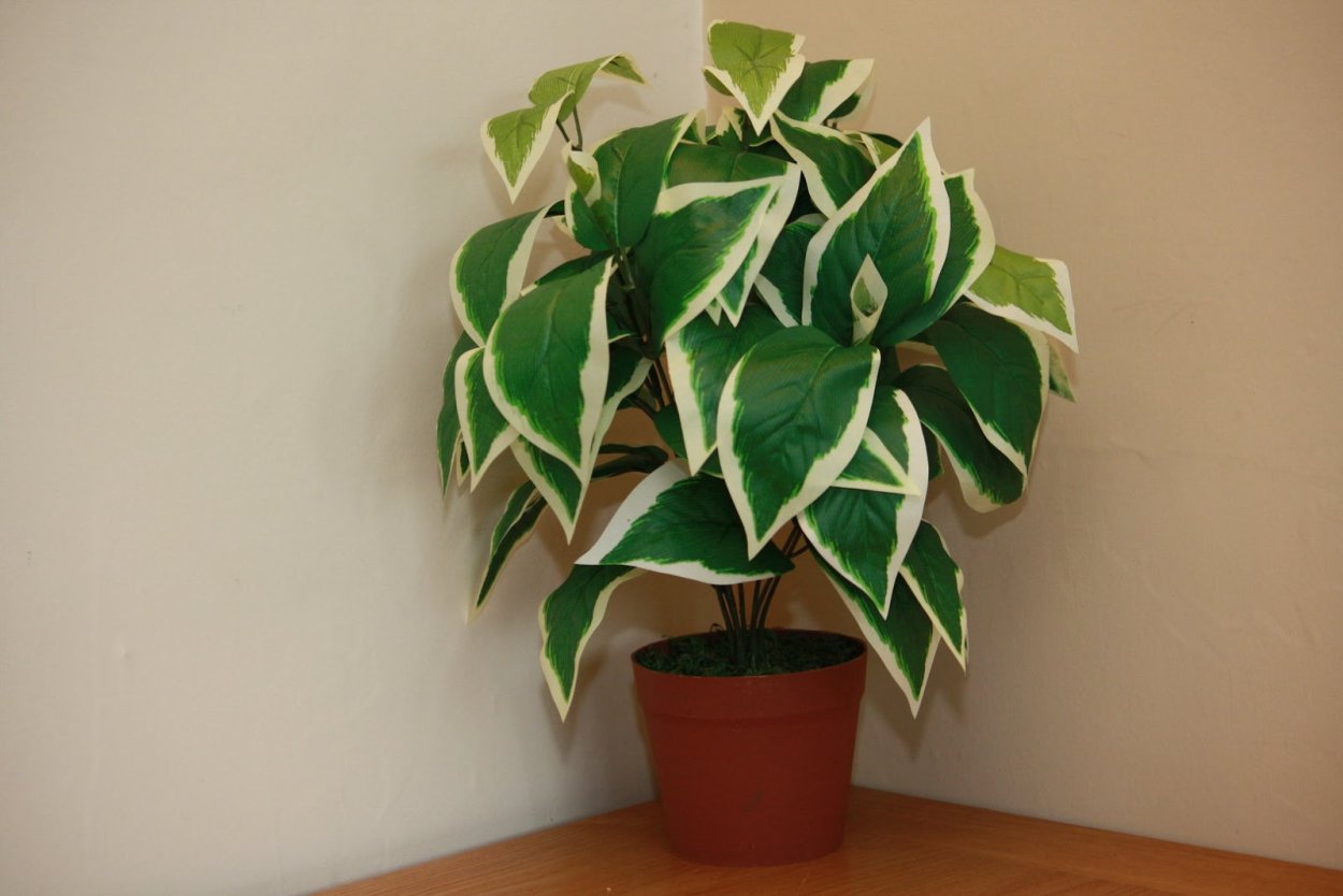 Сциндапсус неон вариегатный