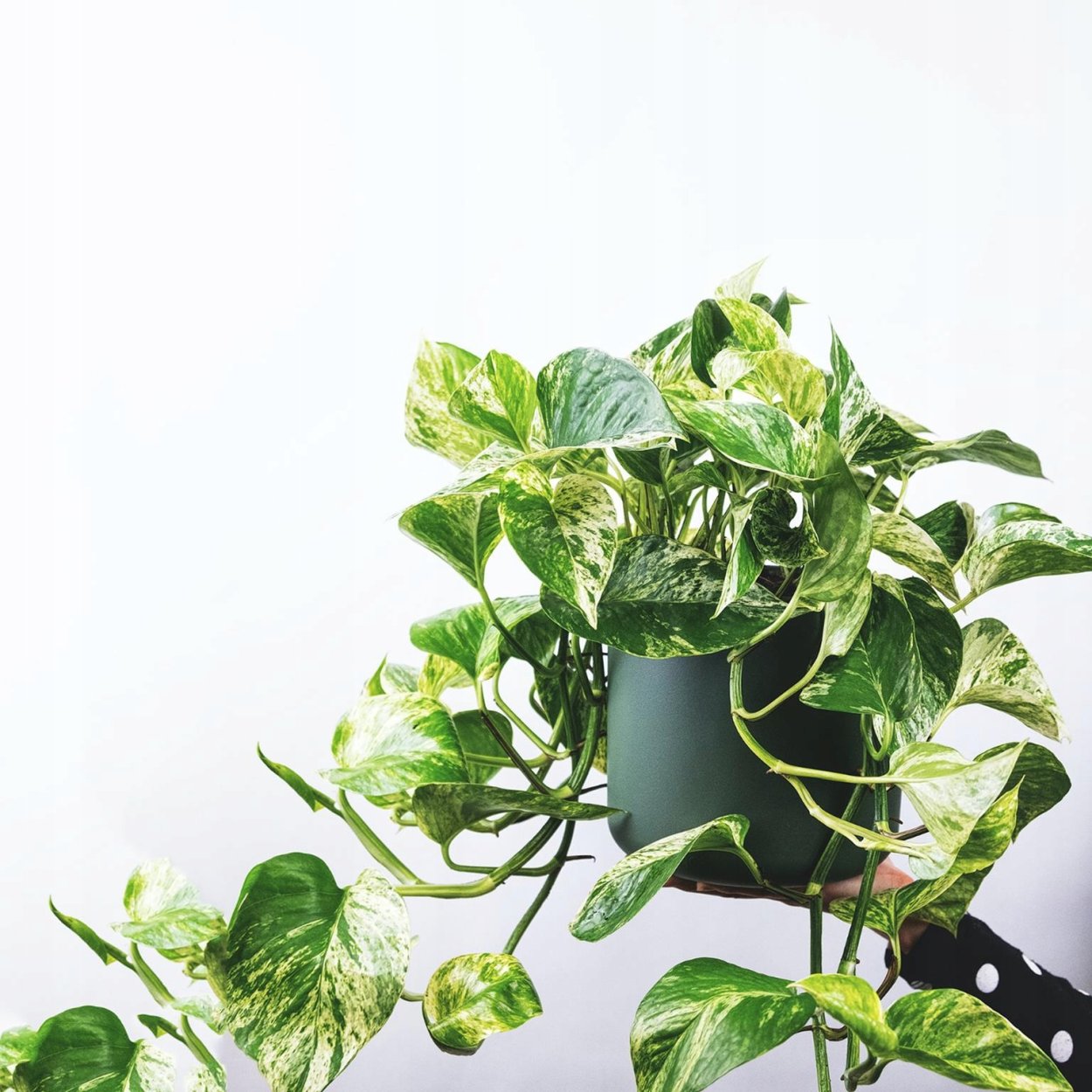 Филодендрон Голден Потос