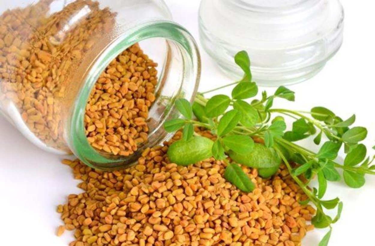 Хельба семена пажитника