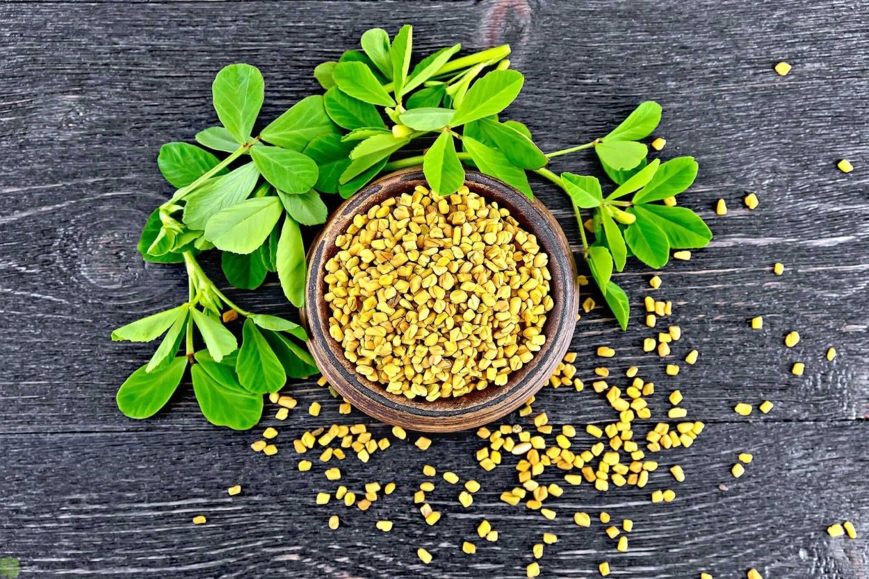 Пажитник Шамбала растение