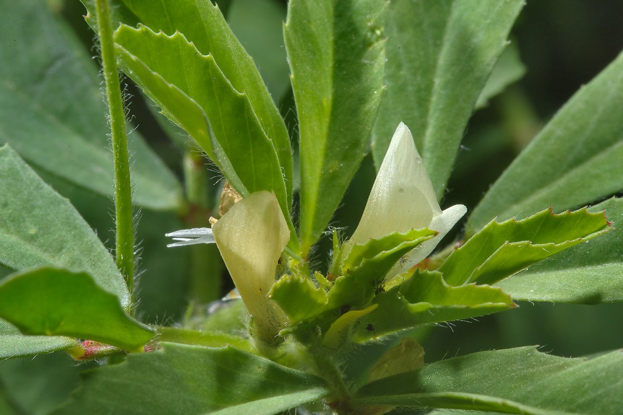 Трава пажитник Сенной