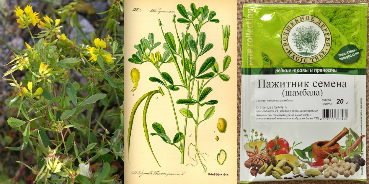 Травник пажитник семена