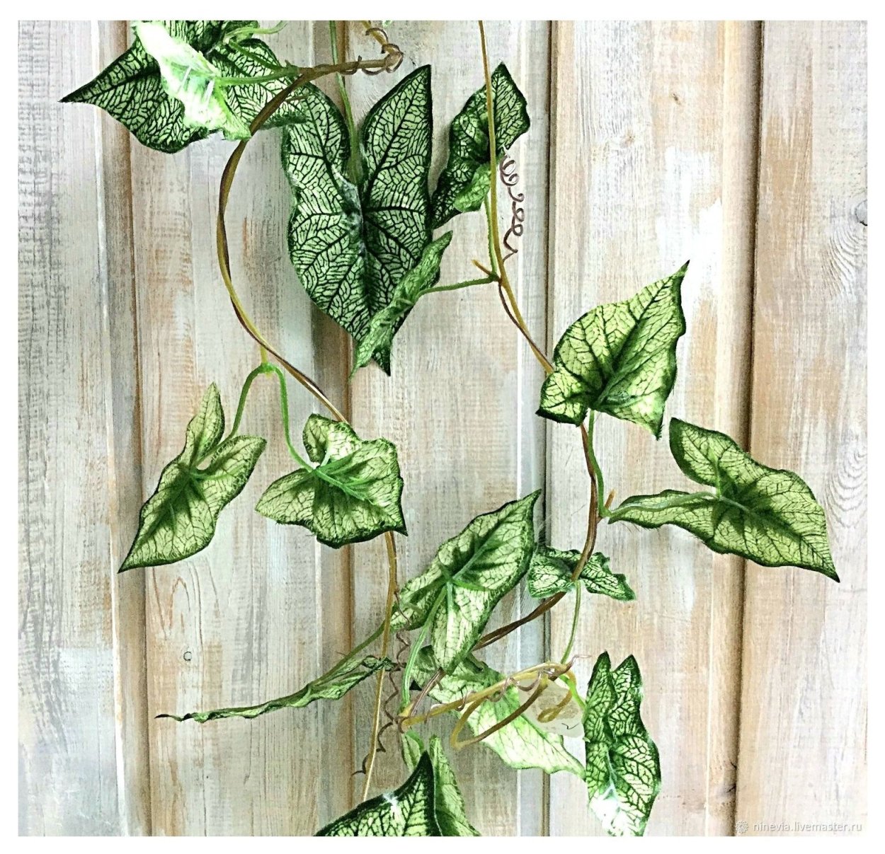 Эпипремнум Грин сатин