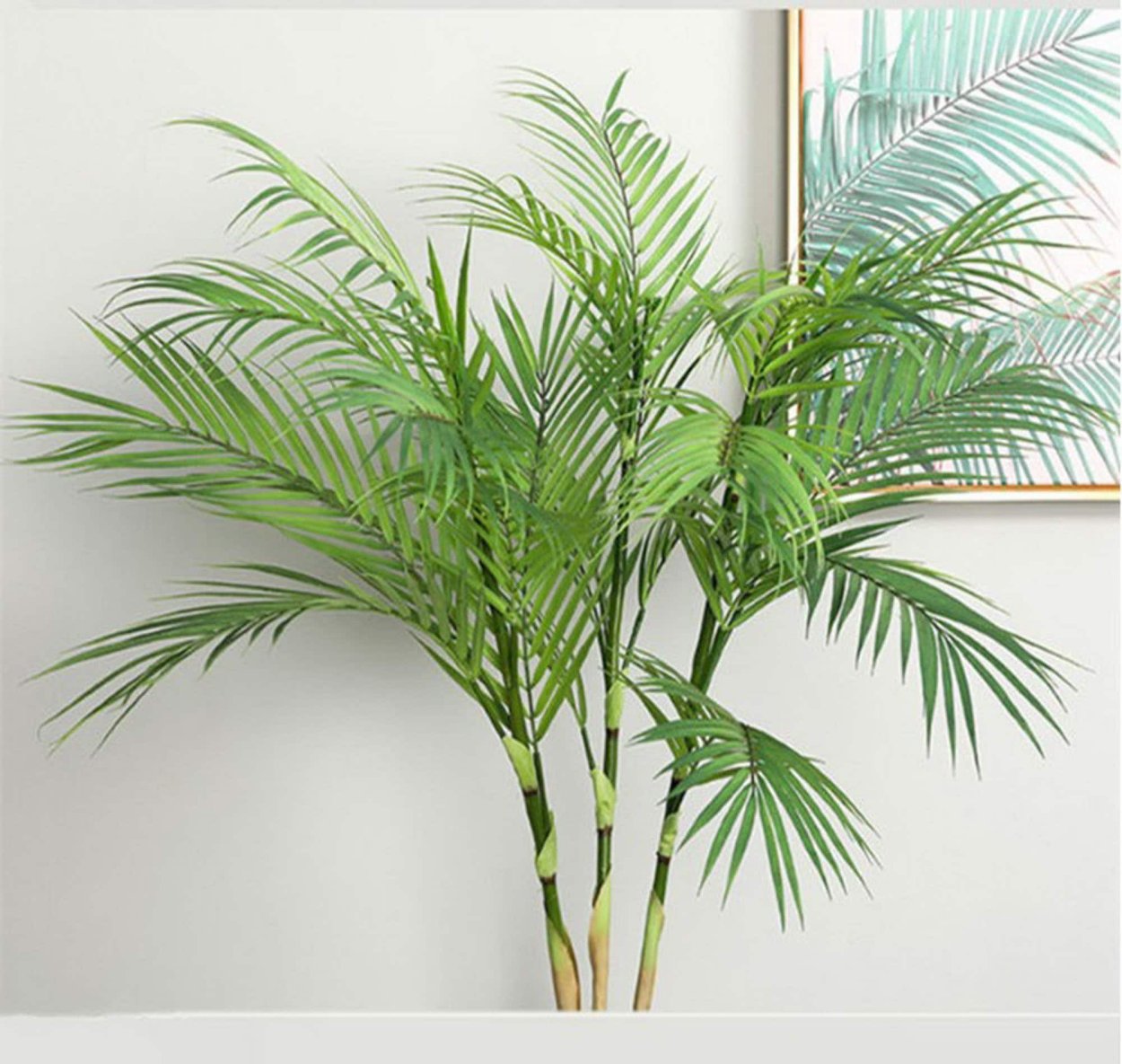 Пальма кустовая