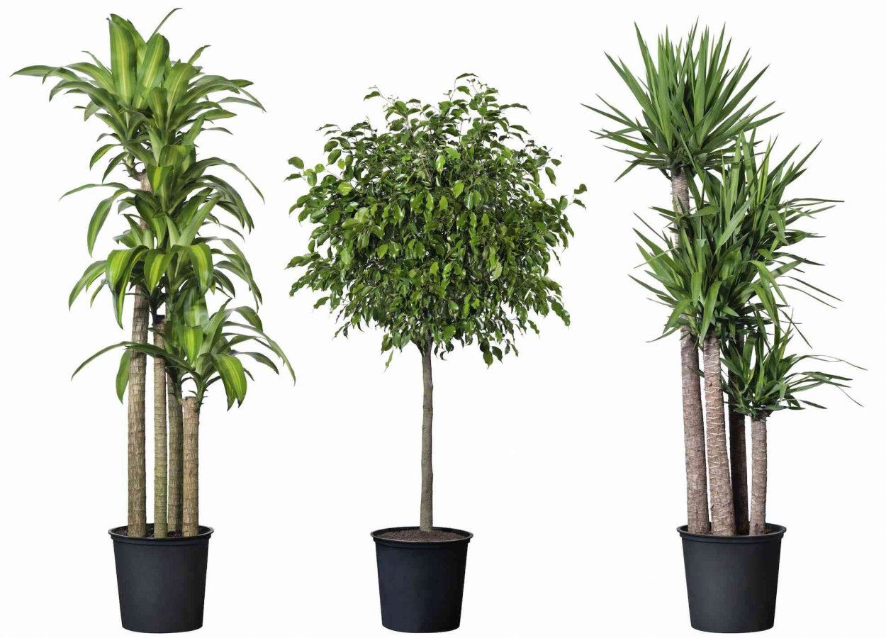 Фикус пальмовидный