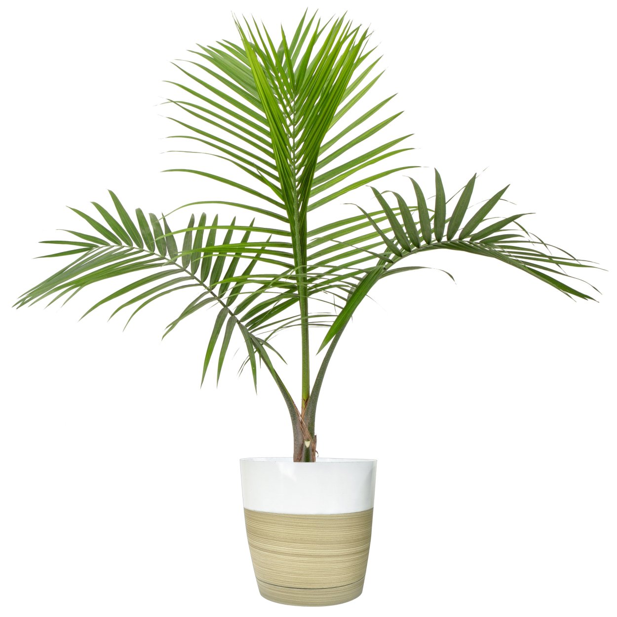 Хризалидокарпус и хамедорея отличия