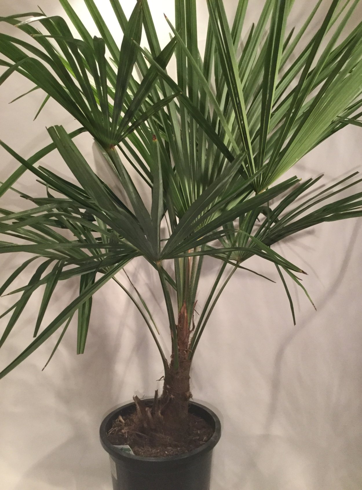 Домашняя Пальма Трахикарпус