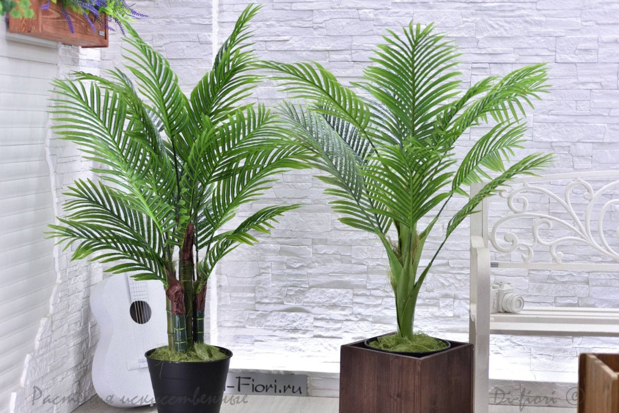 Цикас революта боковой побег детка