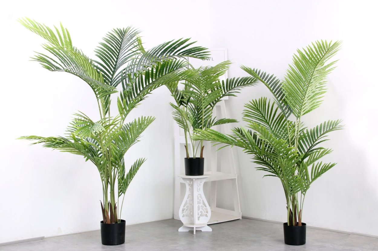 Веерная финиковая Пальма