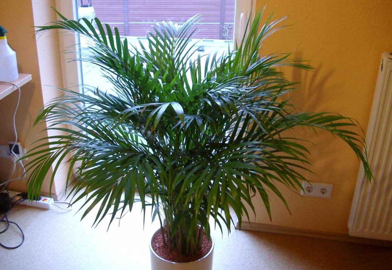 Цветок Пальма Хризалидокарпус