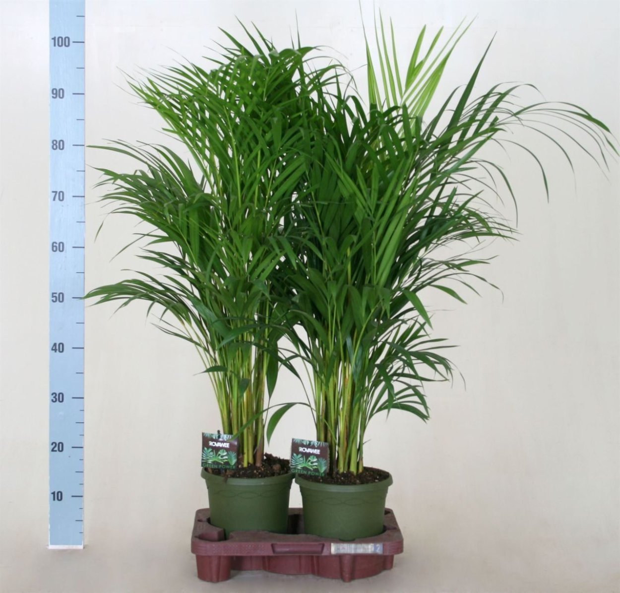 Арека Дипсис