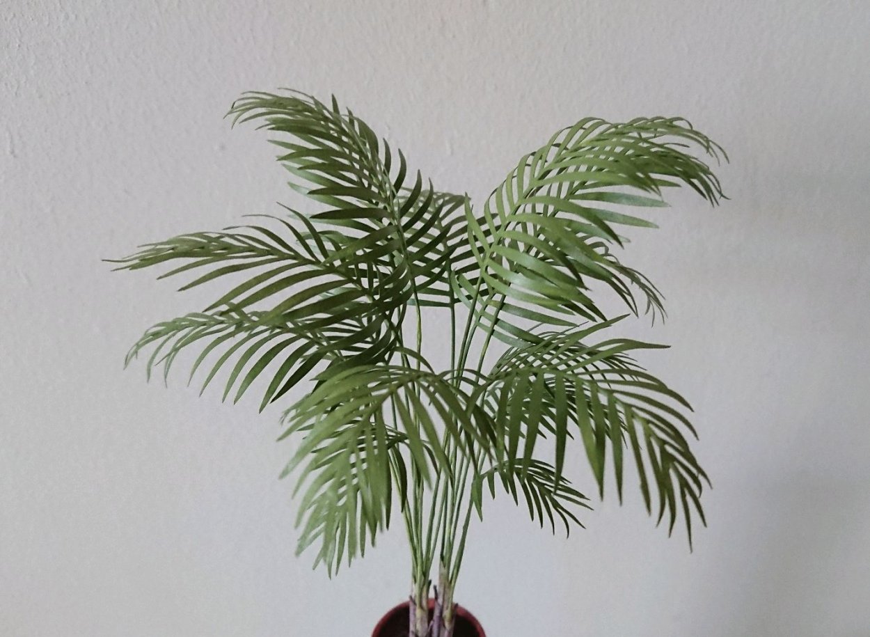 Комнатная Пальма Гиофорба