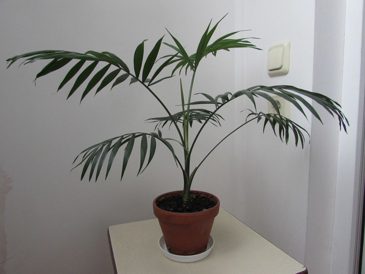 Пальма хамедорея детка