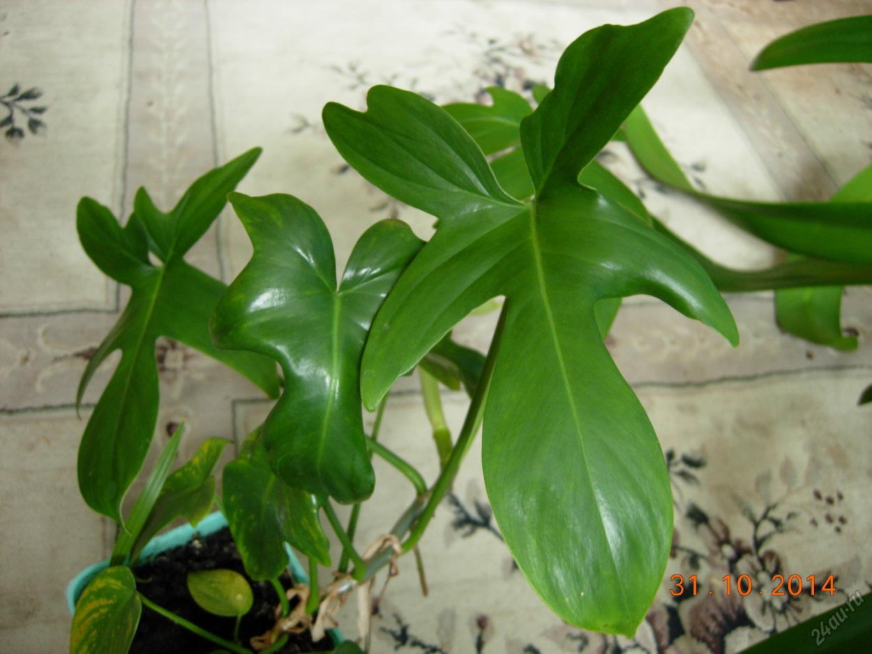 Филодендрон дольчатый