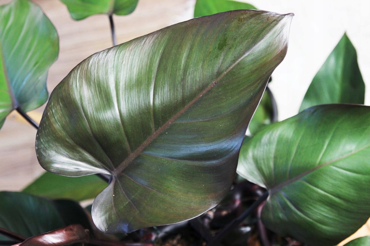 Филодендрон Royal Queen