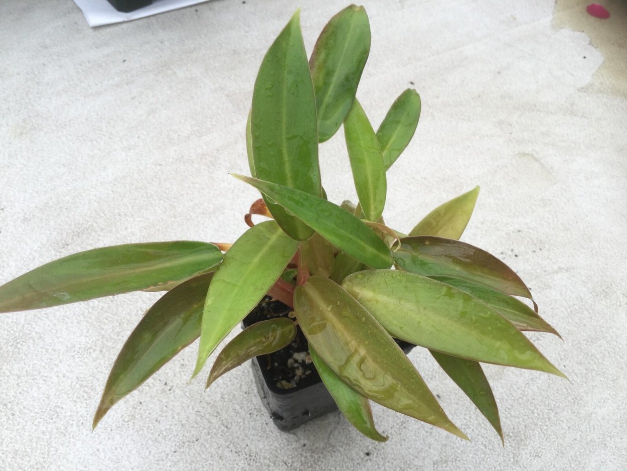 Филодендрон Wend Imbe